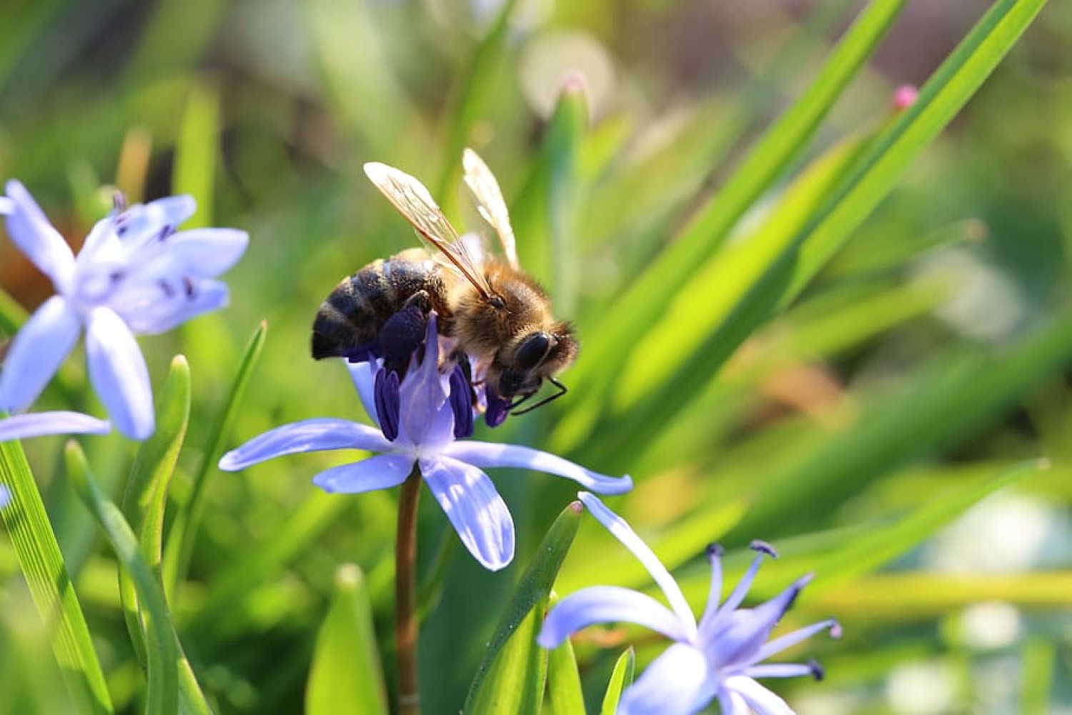 Ljubljana virágzó rétekké változtatja a parkokat a méhek számára