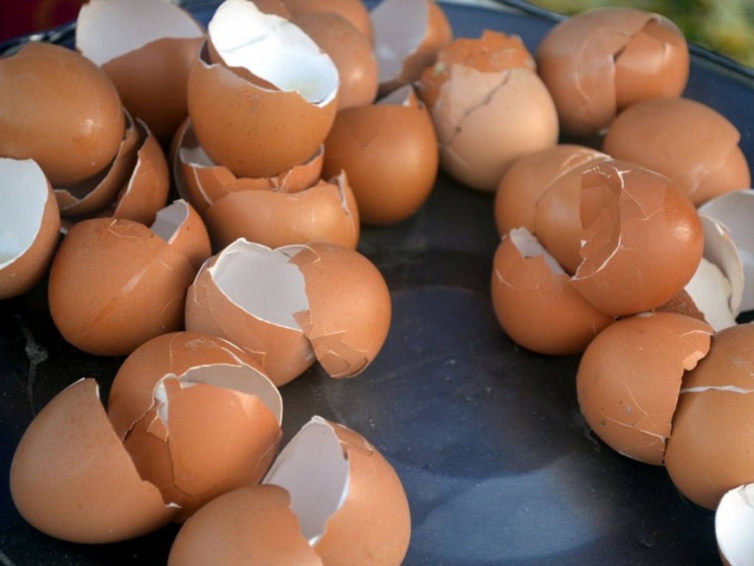 Vétek kidobni  a tojáshéjat - inkább használjuk fel a kertben