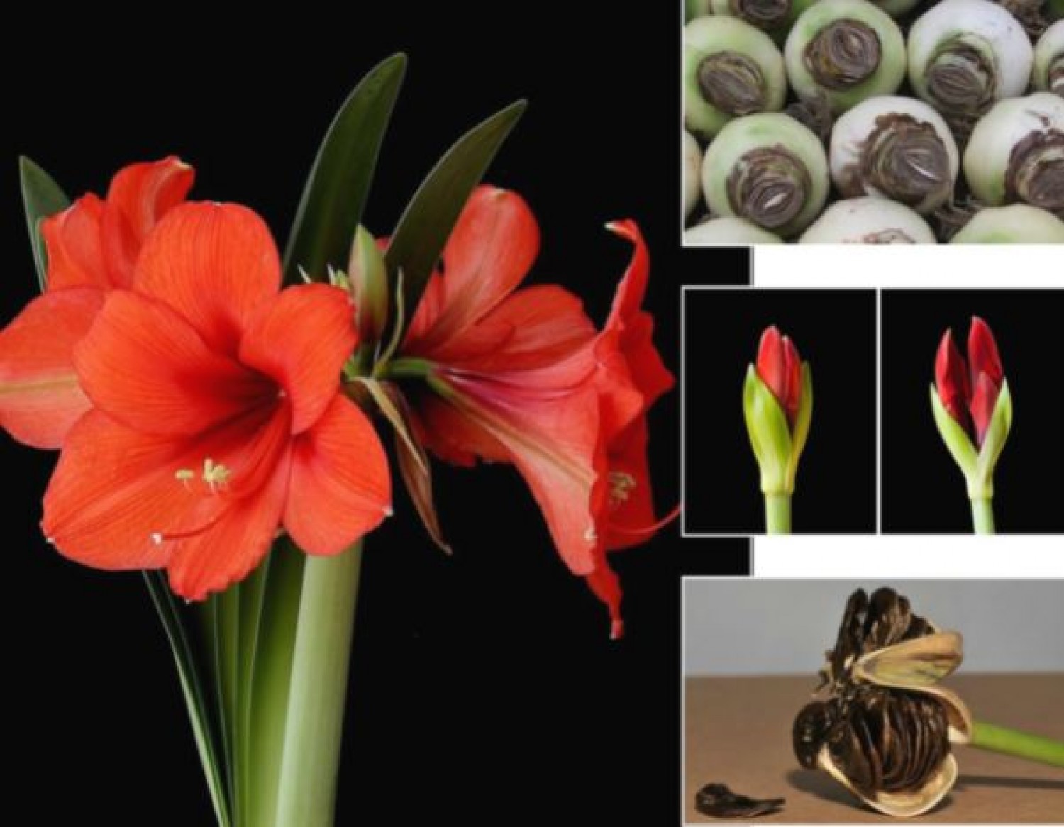 Három tipp: Így lesz gyönyörű virága az amarillisznek