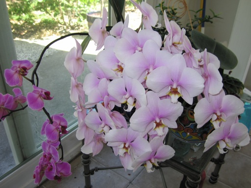 Akár 20 virág egyszerre egy orchideán! Van egy speciális fürdő recepet!