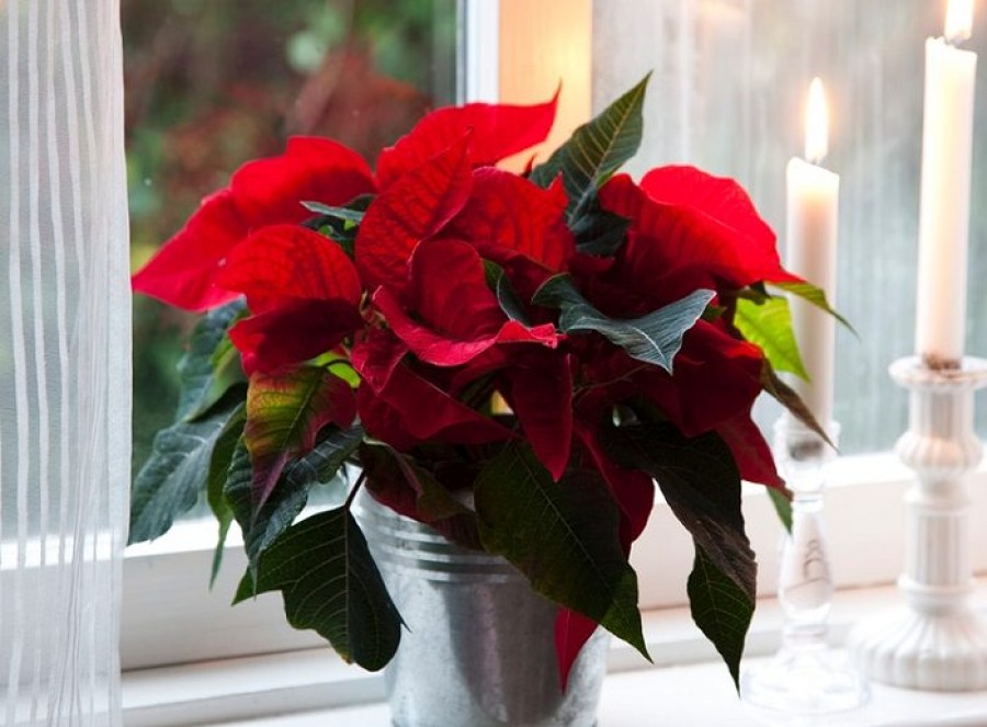 Így gondozzuk a mikulásvirágot, hogy idén karácsonykor is szép legyen!