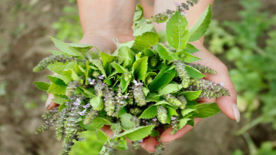 Tulsi – A gyógyfüvek királynője