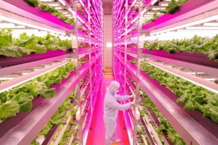 Naponta 25.000 salátát termesztenek egy japán farmon