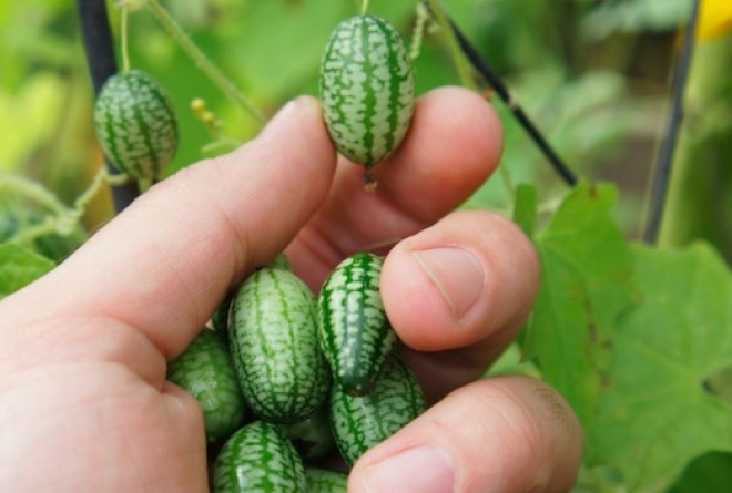 Fura gyümölcs: Mini görögdinnye, más néven mexikói egérdinnye