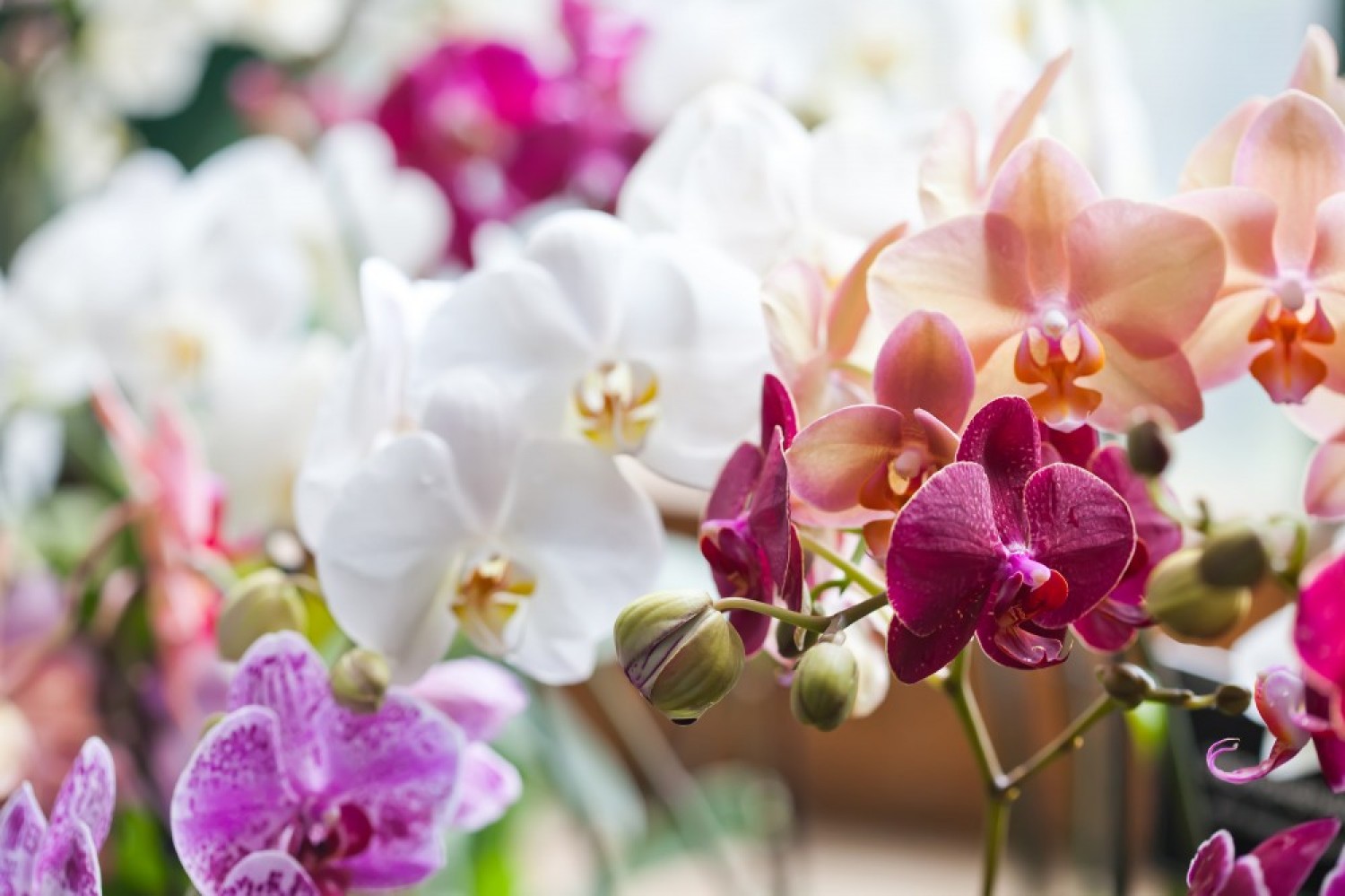 Ezt kell tenned tavasszal az orchideával és nem fogja abbahagyni a virágzást 