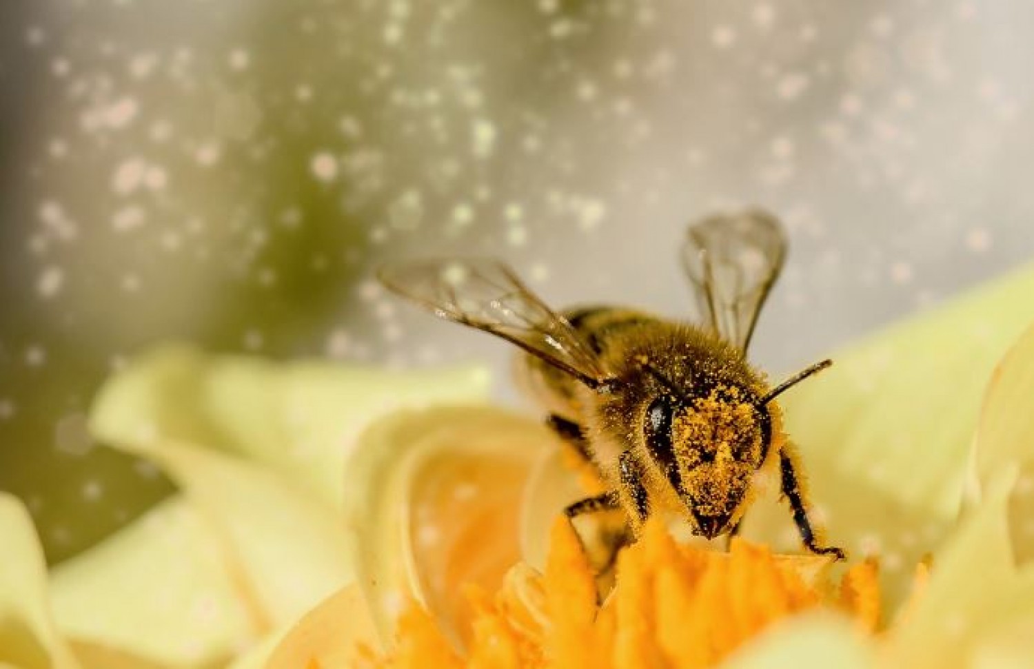 Így óvhatjuk meg nélkülözhetetlen segítőinket, a méheket 