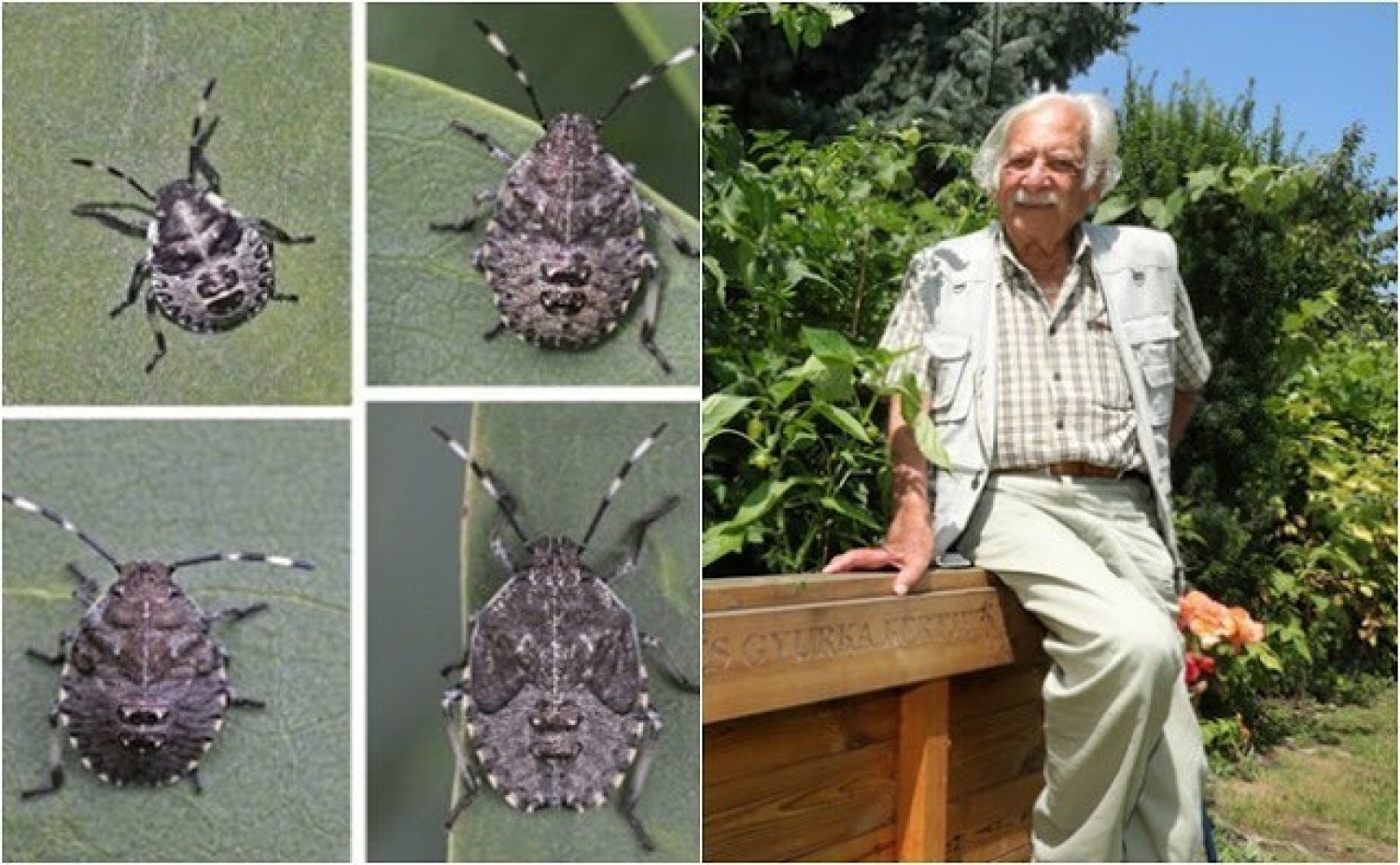 Hamarosan hatalmas poloskainvázió jöhet