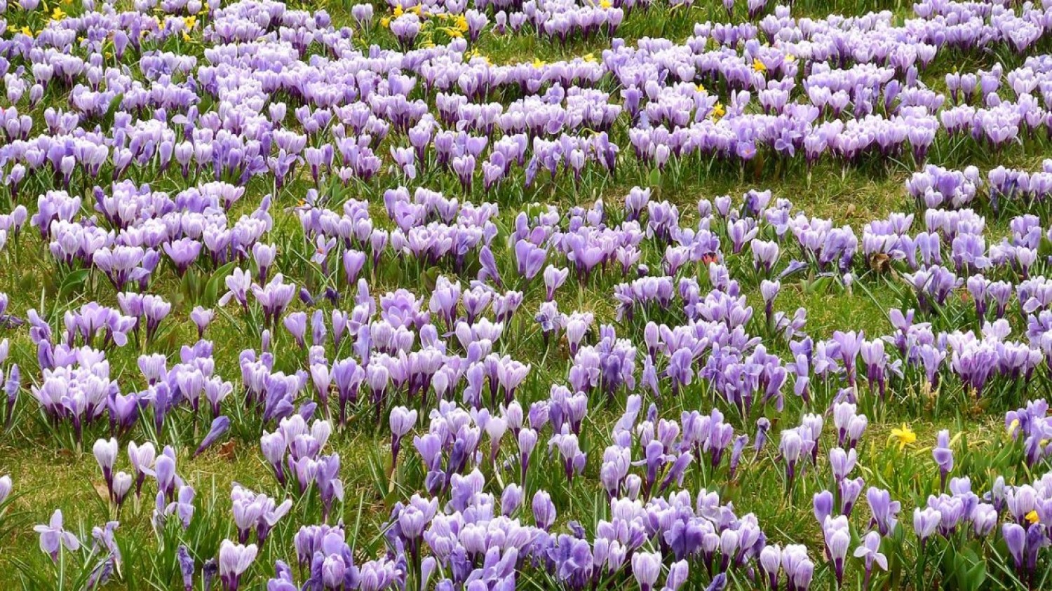 Varázslatos sáfránymező - már virágzik a tavasz egyik első hírnöke