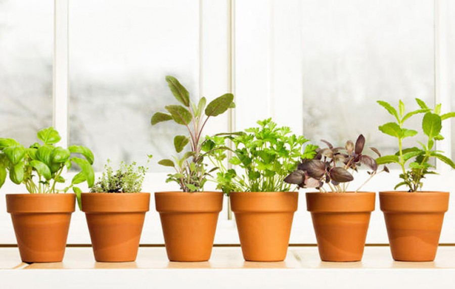 10 fűszernövény, amelyeket a lakásban is sikerrel tarthatod!