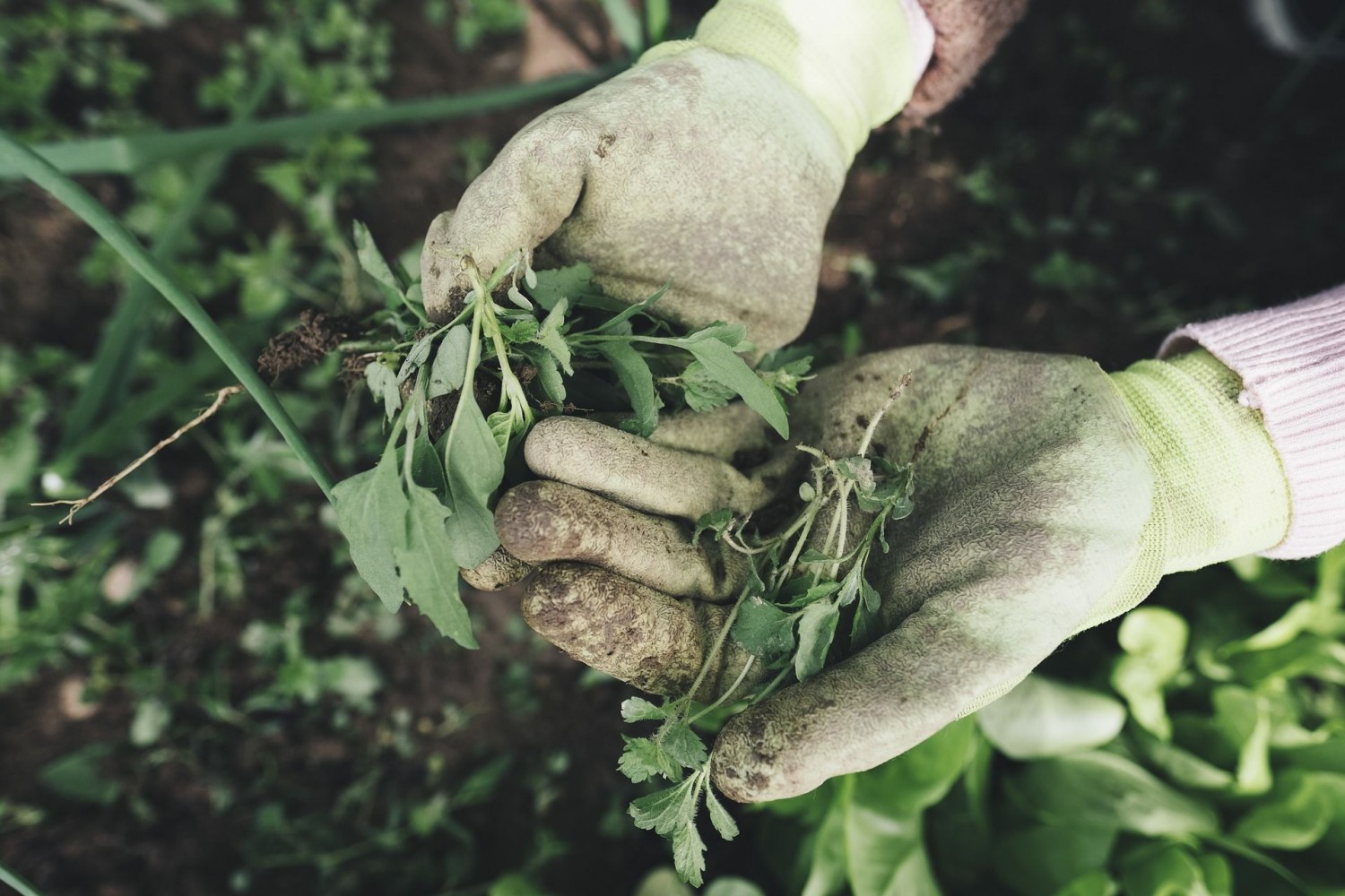 Vegyszermentes gyomirtás a kiskertekben