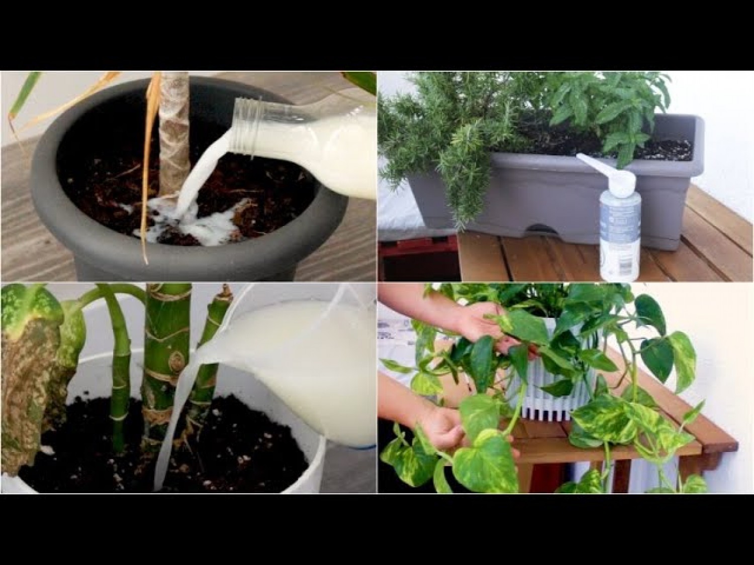 Otthon elkészíthető növénytápok, ami semmibe sem kerül (videó)