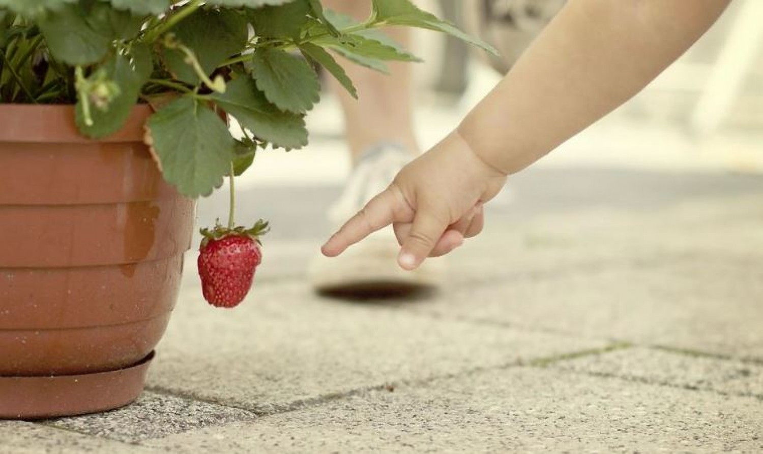 Allergiás lennél az eperre? Ilyen tüneteket okozhat.