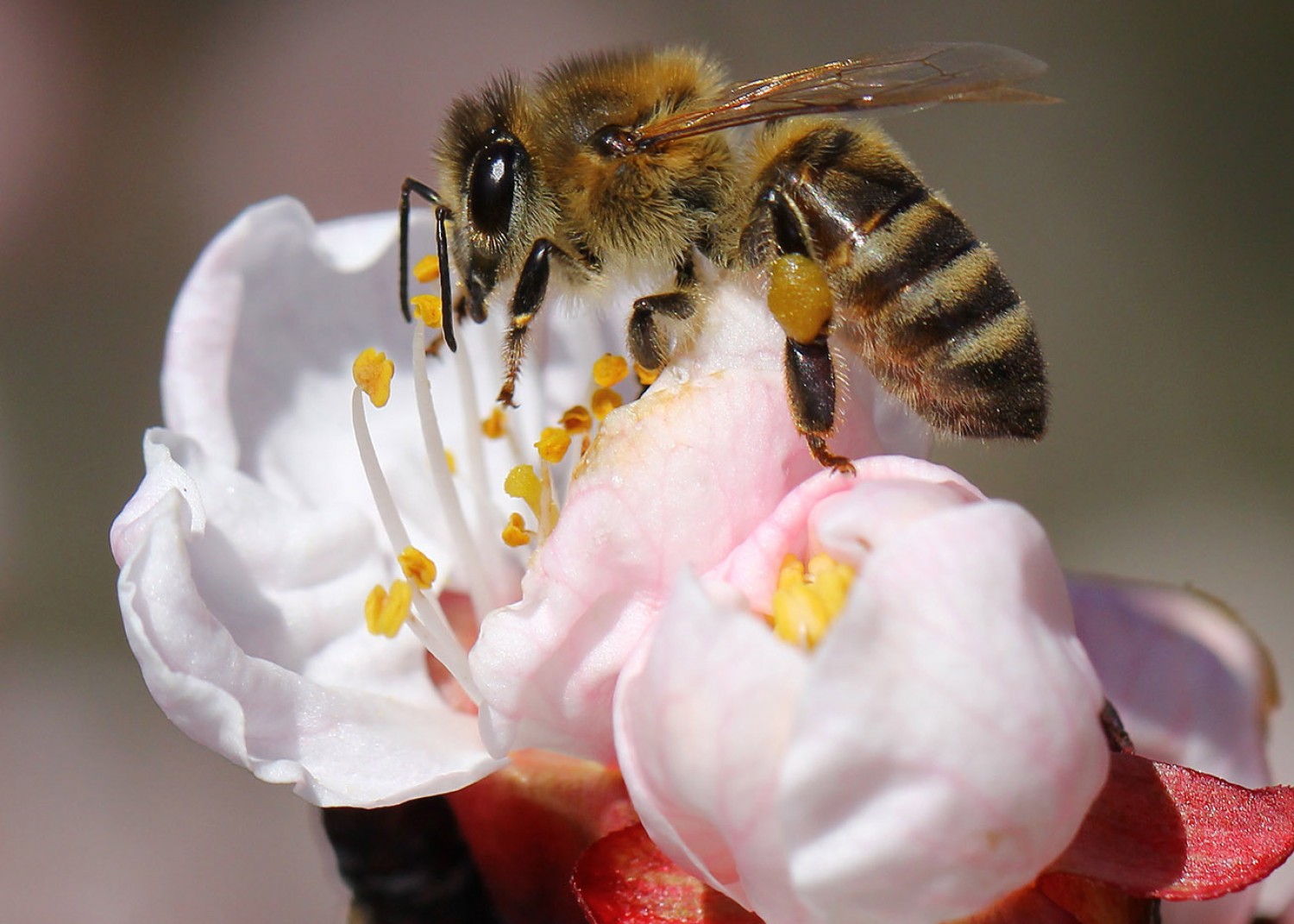 4 tipp a méhek védelméért - Ezekkel segítheted a beporzók munkáját