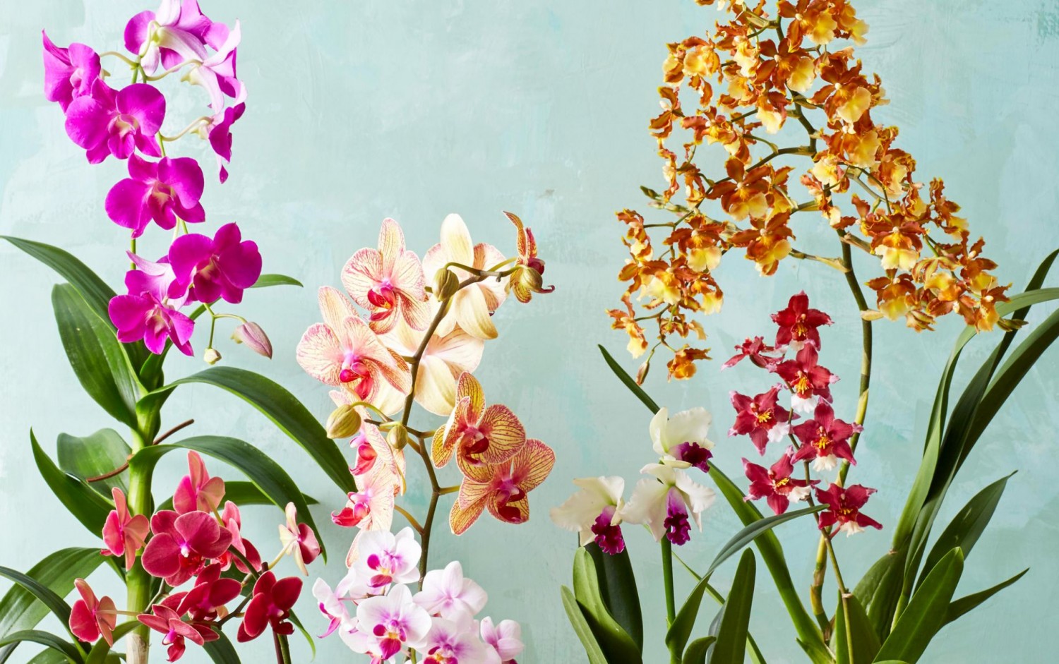 Szeretnéd, hogy újra virágozzon az orchideád? Próbált ki ezt a módszert!