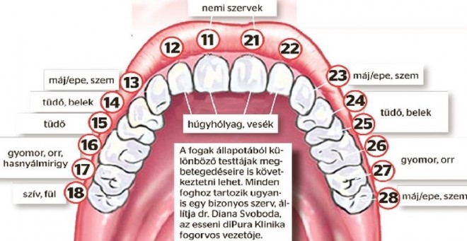 Ha romlik a fogad, valójában a hozzá tartozó szerveddel van baj!