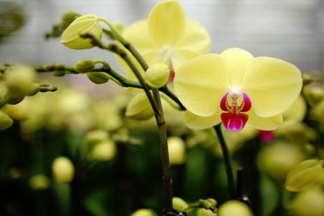 Így serkentsd virágzásra az orchideádat!