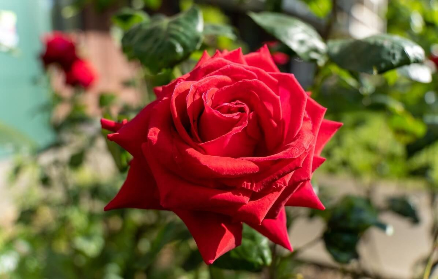 Ezzel érheted el, hogy a rózsabokor folyamatosan virágozzon – 3 egyszerű trükk, a tartós virágzáshoz