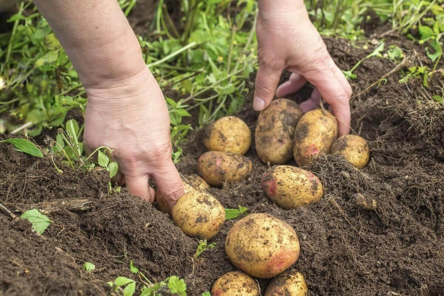 Nagyapáink még jól tudták: ezt ültessük a burgonya után, hogy megelőzzük a betegségek kialakulását