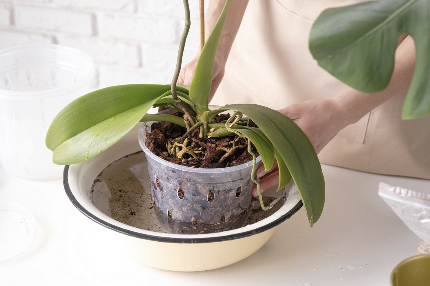 A kertész szerint így kell helyesen öntözni az orchideát 