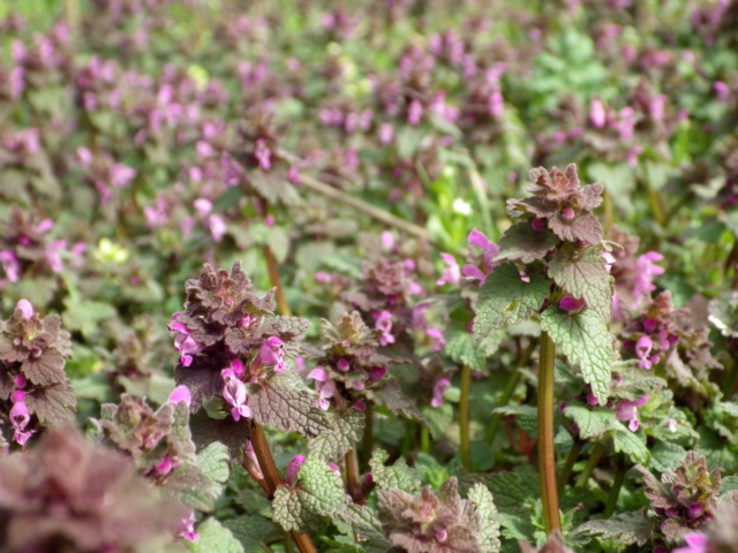 Mindenhol ott van, mégsem tudjuk, mennyi mindenre jó a piros árvacsalán 
