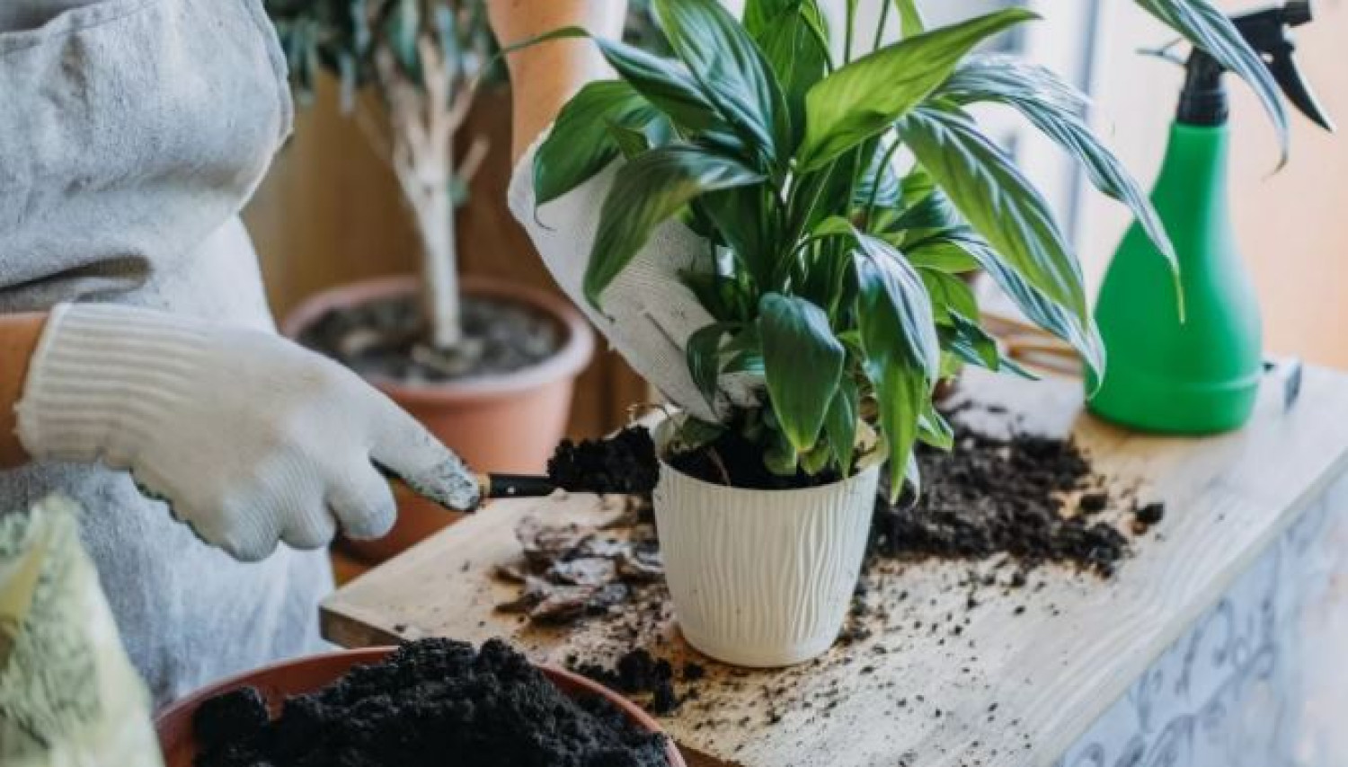 Így javíthatod fel a szobanövényeid földjét