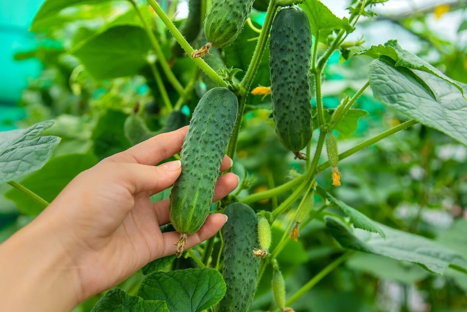 Ezeket a növényeket ültesd az uborka mellé, hogy gazdag termésed legyen