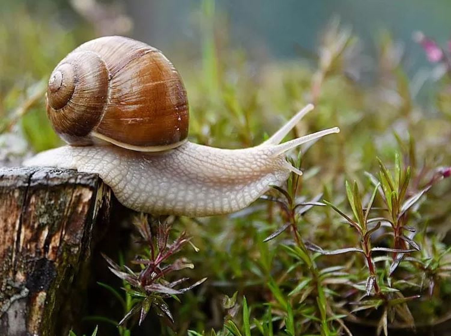 Természetes csigacsapda: így mentsd meg a növényeidet a puhatestű kártevőktől