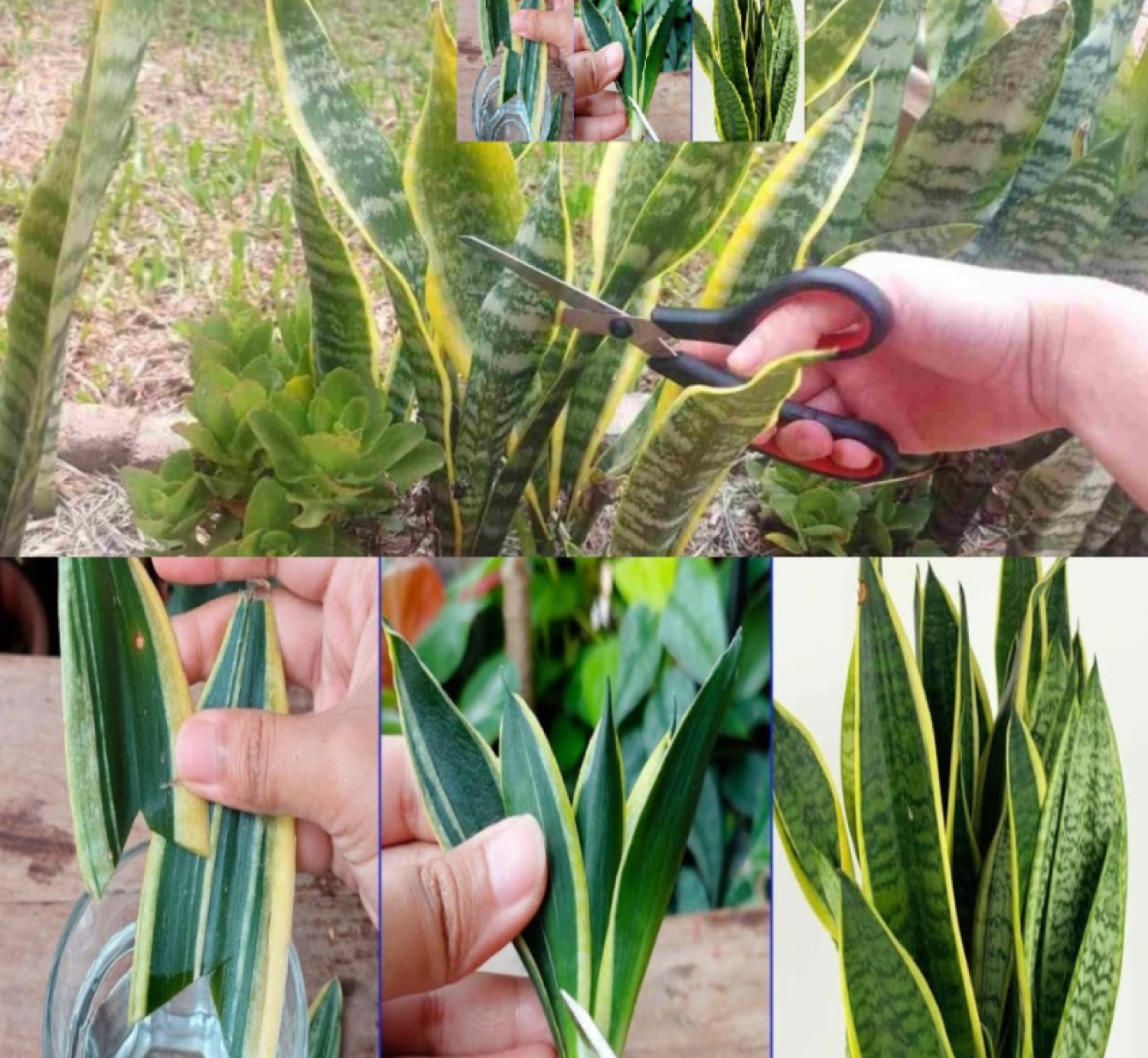 Anyósnyelv: kevesen ismerik ezt a szaporítási módot