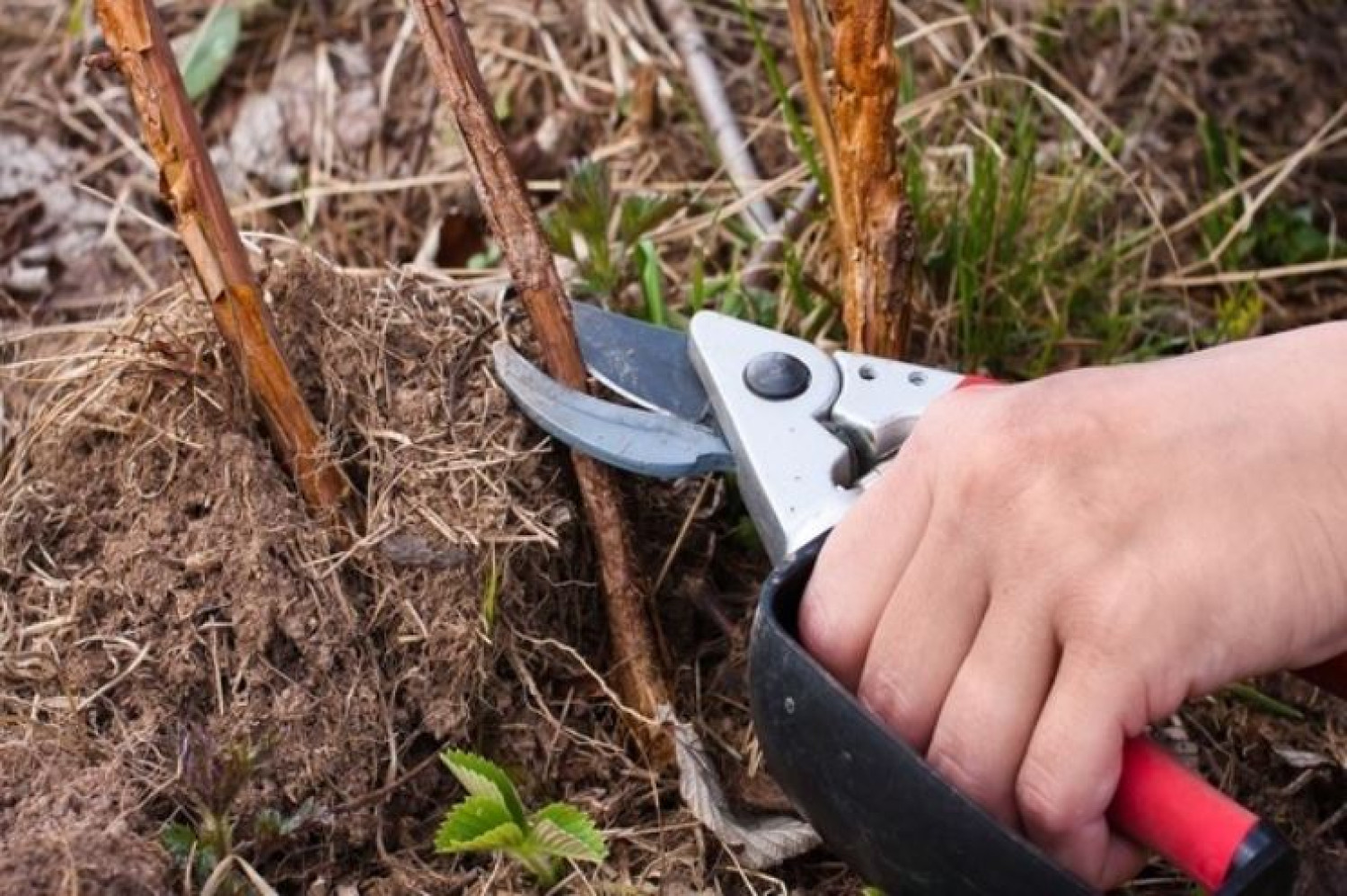 Amit tudni kell a tavaszi metszésről