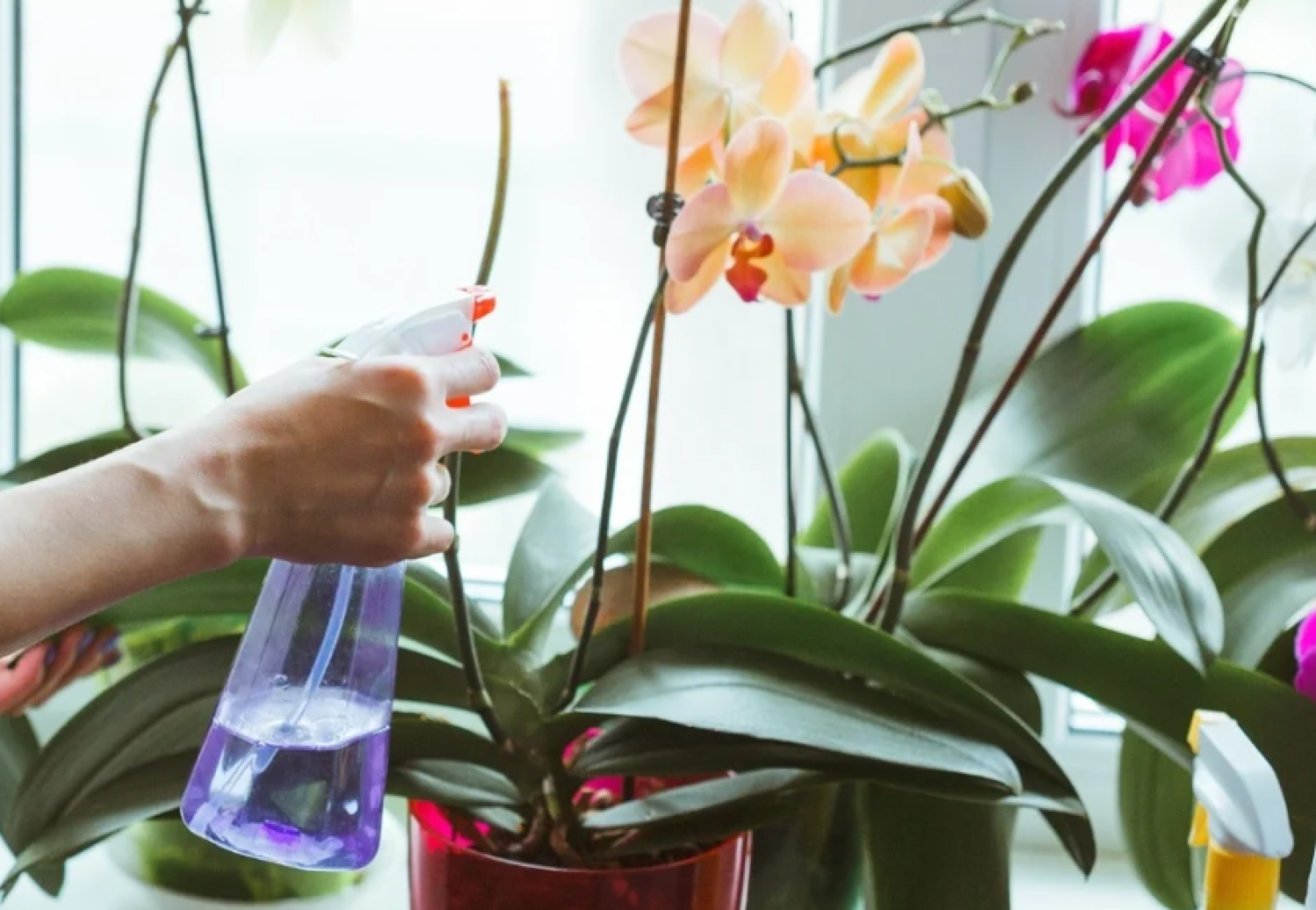 Víz helyett ezzel locsold az orchideát