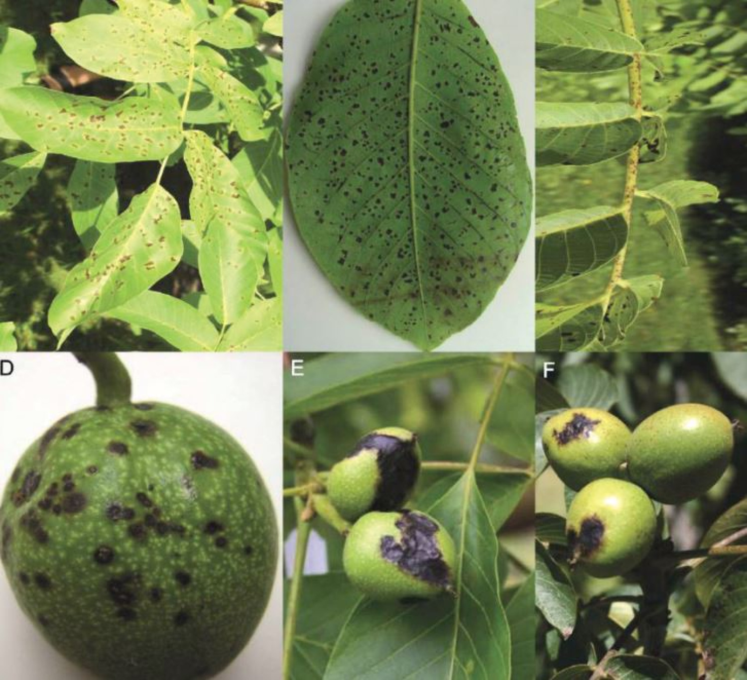 Ezt tehetjük, hogy jövőre ne legyen fekete a dió