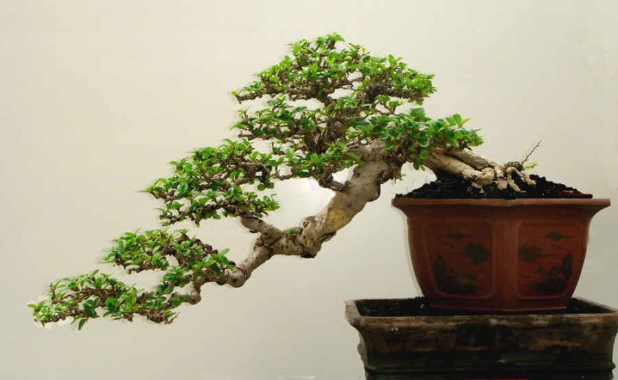 A bonsai fák és gondozásuk