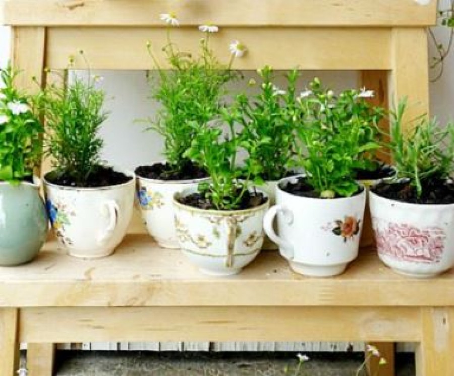 Gyógy- és fűszernövények, amiket egész évben tarthatsz a lakásban