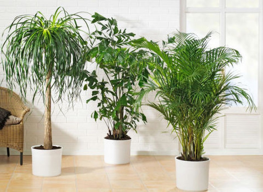 Itt vannak a legjobb légtisztító szobanövények!