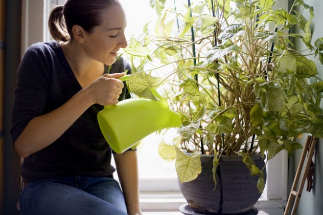 Ezzel locsold a szobanövényeket a téli hónapokban, hogy egészségesek legyenek!