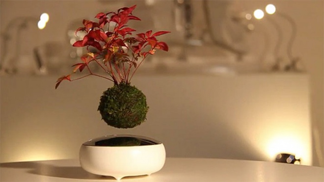 Lebegnek a bonsai-ok! Nagyon jó!