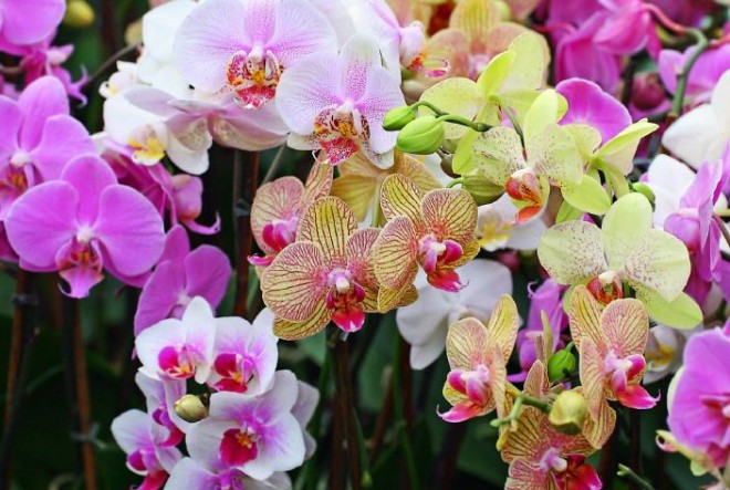 Így neveld az orchideád - kezdőknek is garantált siker!