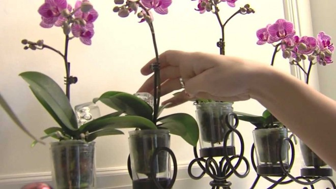Minden, amit az orchidea-gondozásról tudnod kell!