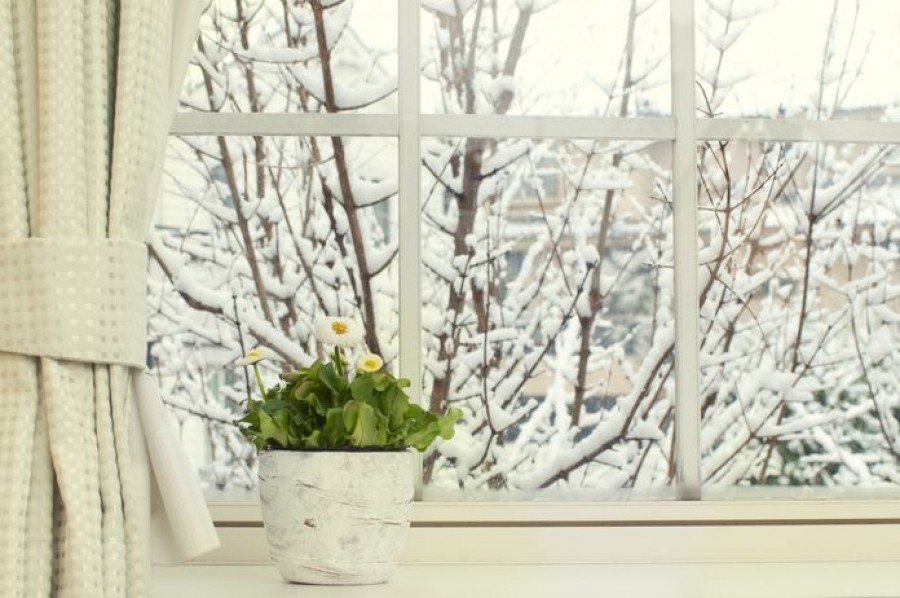 Így ápold télen a szobanövényeidet