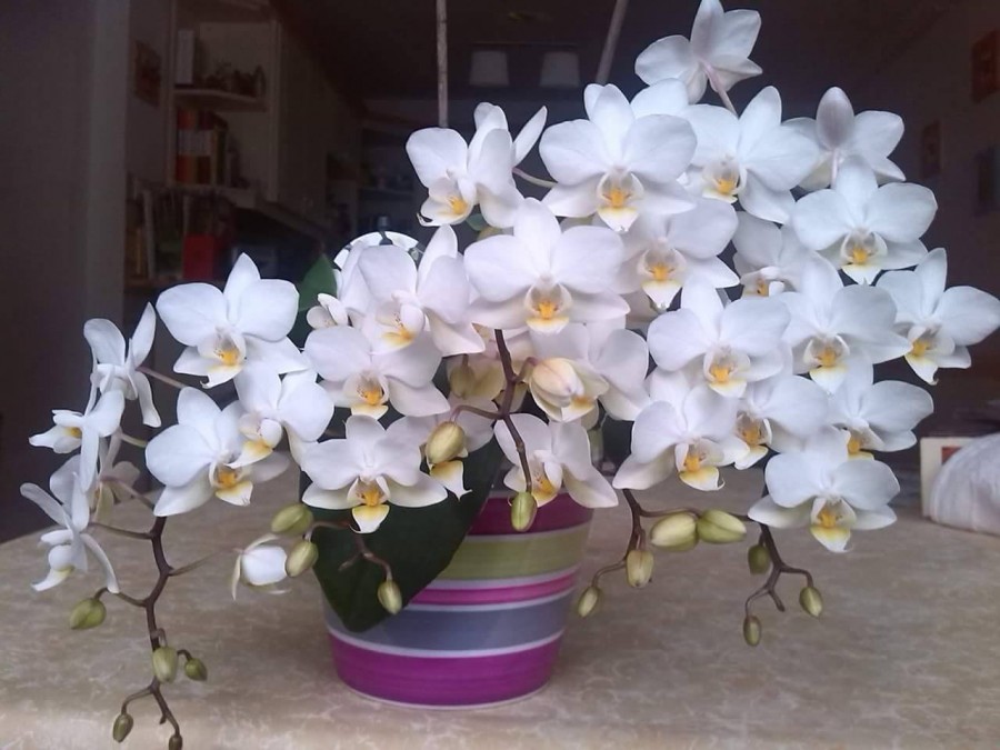 4 lépésben újra virágba boríthatod a lepkeorchideádat!