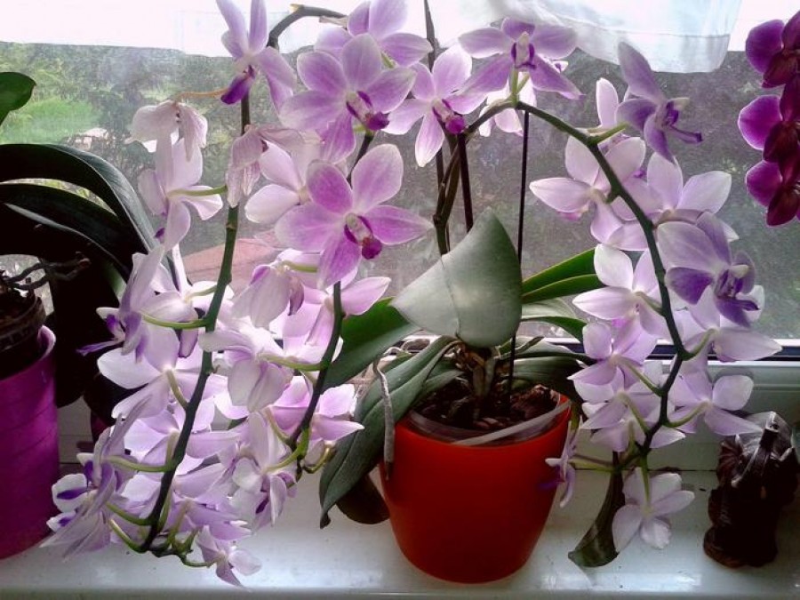 Gyönyörű orchideát szeretnél?