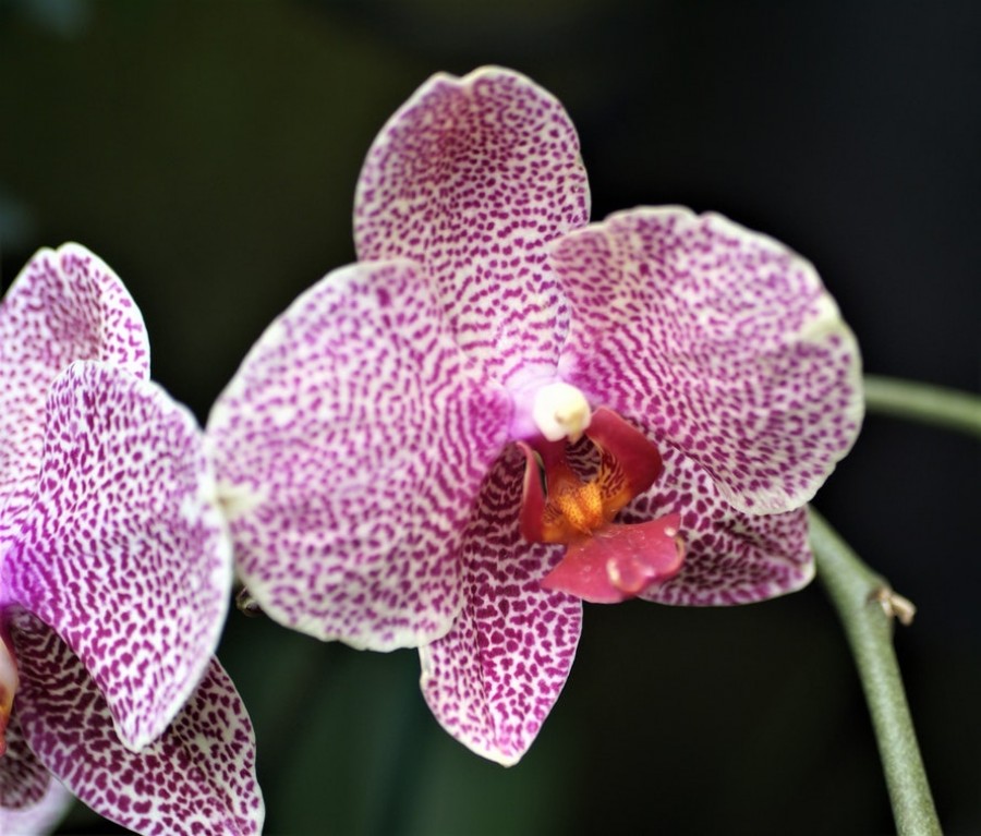 Mióta így gondozom az orchideát, rengeteg virág van rajta!