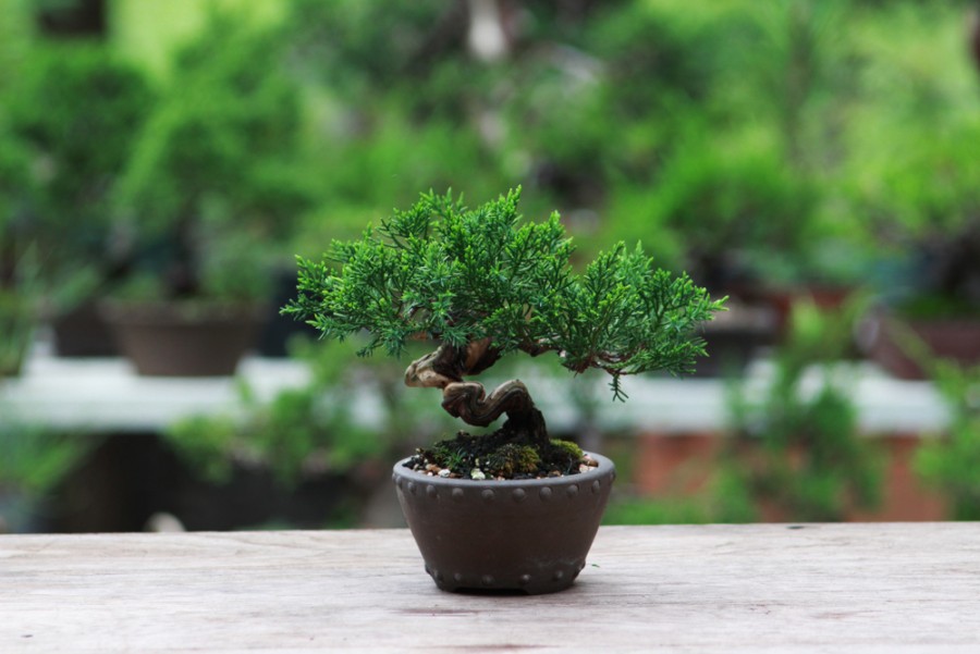 A titokzatos bonsai